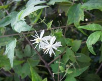 clematis virginiana 9-10.jpg